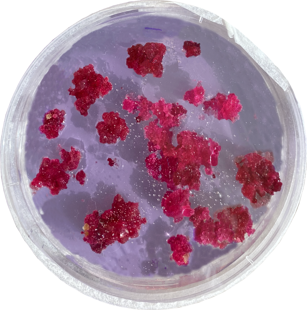 Pigmented transgenic callus culture on selection media