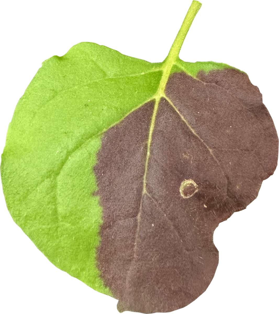 Agroinfiltrated leaf showing localized transient expression