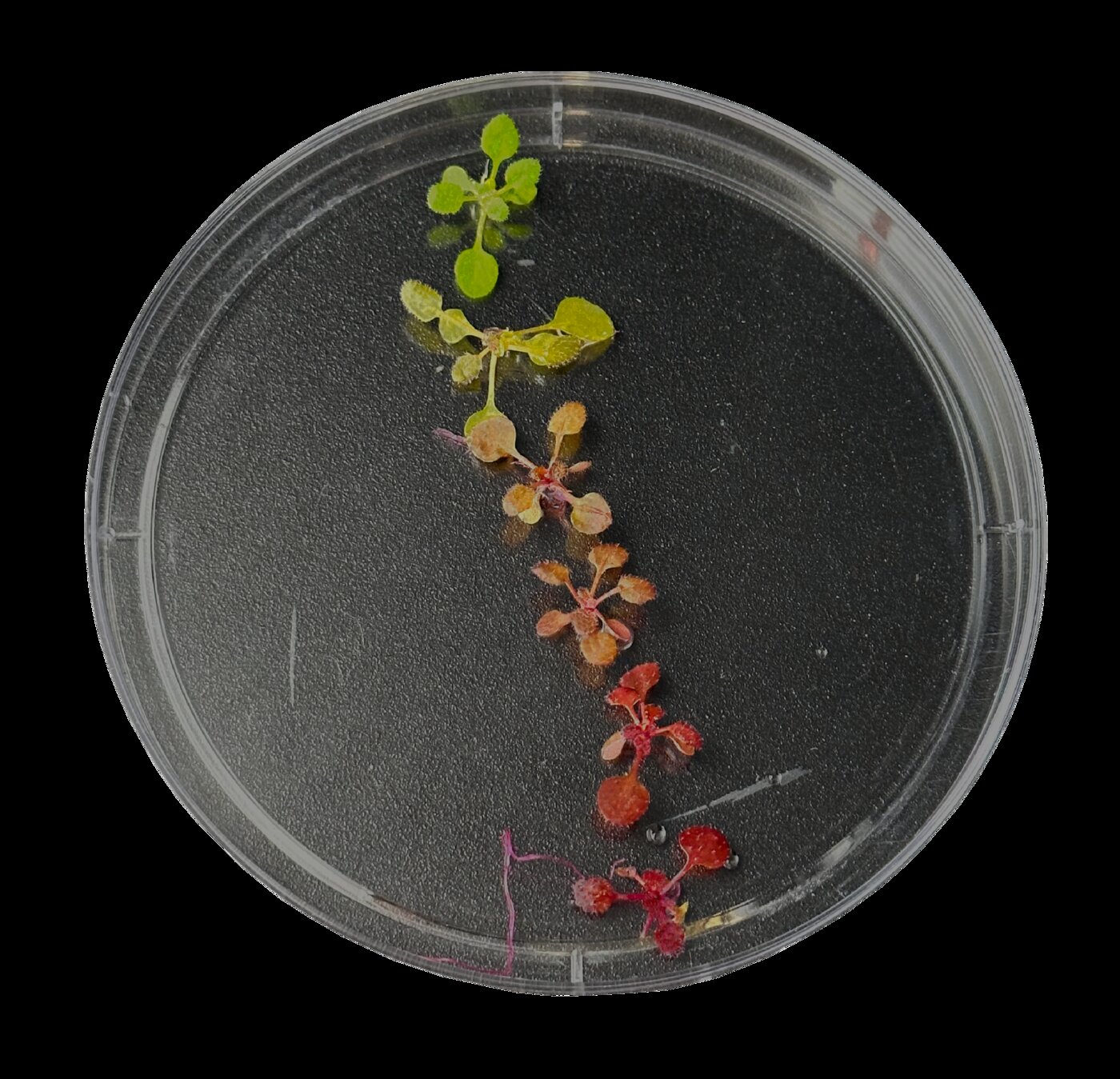 A gradient of Arabidopsis transformation outcomes, from healthy green to stressed red, from the same transgene