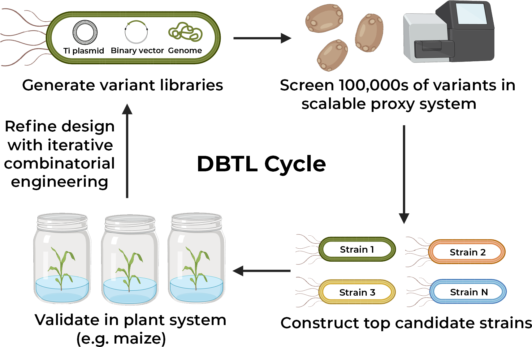 BasidioBio's design-build-test-learn pipeline: generate variant libraries, high-throughput NGS screen in a scalable proxy system, construct top candidate strains, and validate in the relevant plant system